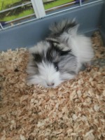 /album/todo-cobayas/img-20151020-wa0010-jpg/