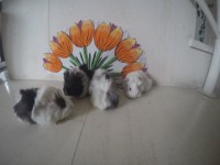 /album/fotogaleria/g0831823-1443289746060-low-jpg/