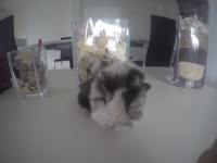 /album/fotogaleria/g0901830-1443289746060-low-jpg/