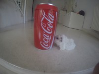 /album/fotogaleria/g0941835-1443289746060-low-jpg/