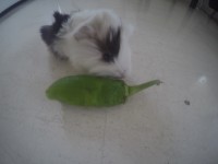 /album/fotogaleria/g1071848-1443289746060-low-jpg/